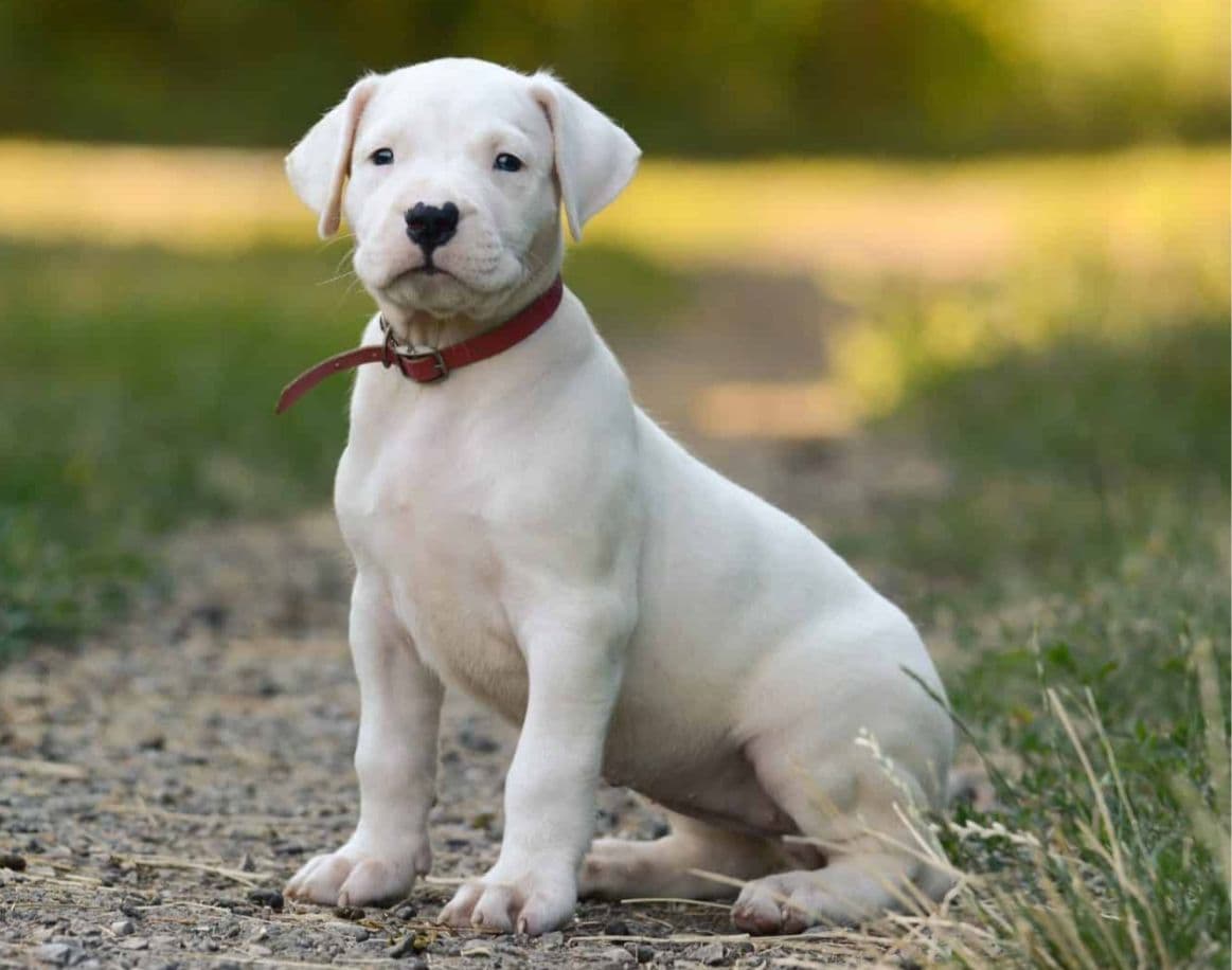Dogo Argentino puppy for sale in Delhi NCR