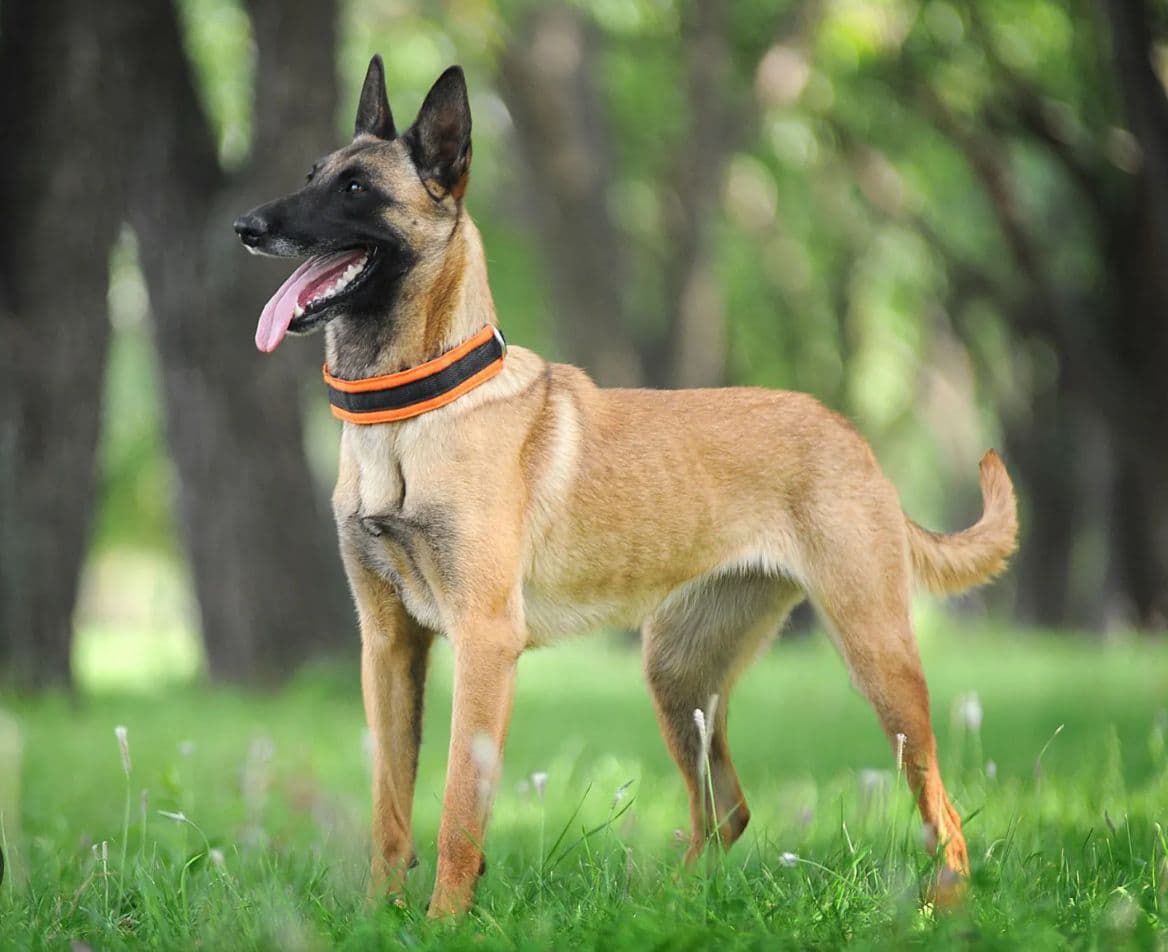 Belgian Malinois puppy for sale in Delhi NCR