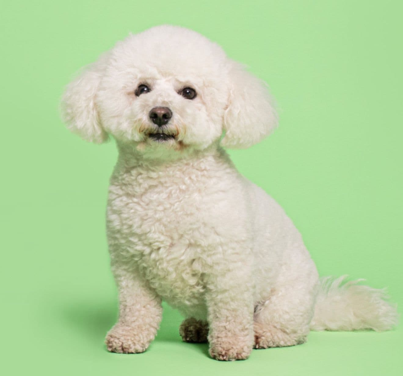 Bichon Frise puppy for sale in Delhi NCR