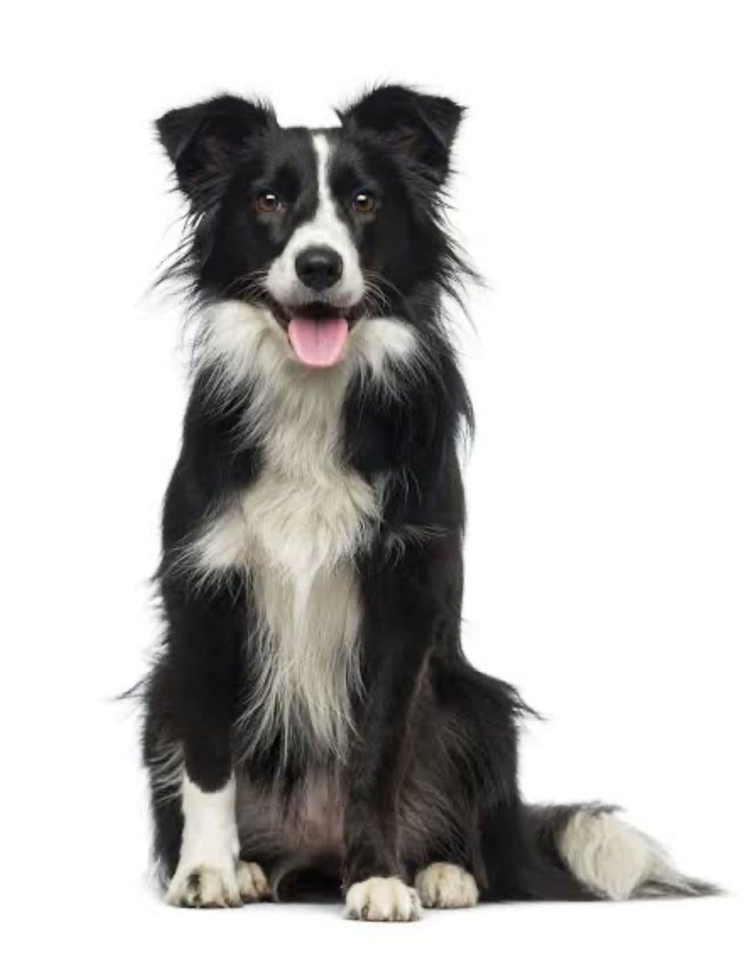 Border Collie puppy for sale in Delhi NCR