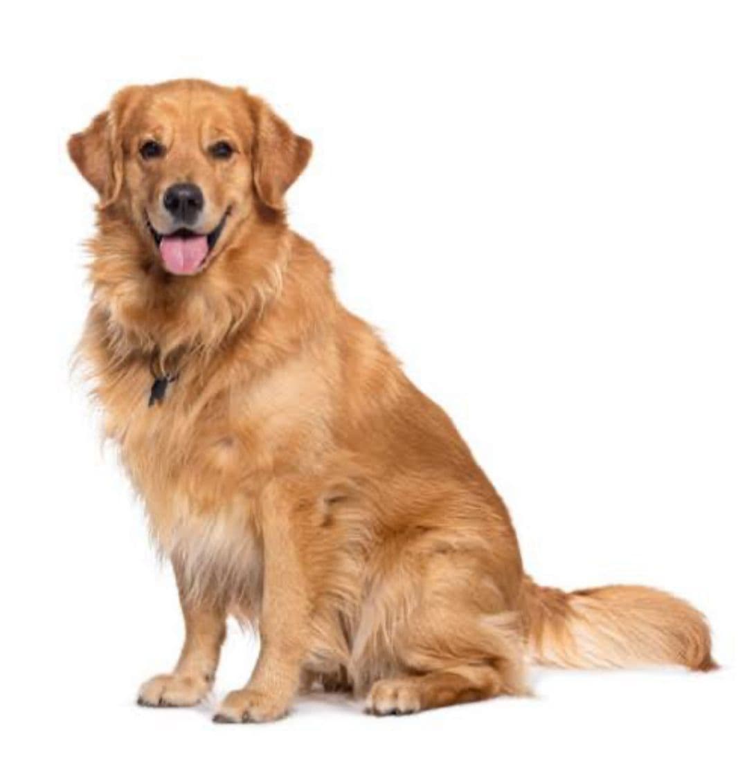 Golden Retriever puppy for sale in Delhi NCR