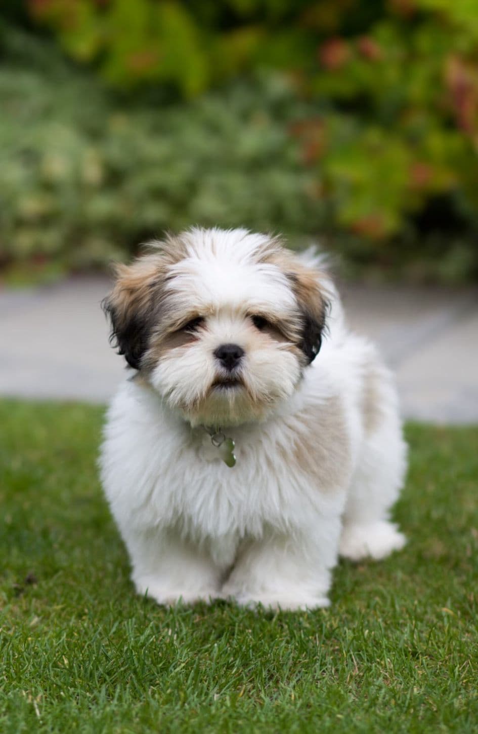 Lhasa Apso puppy for sale in Delhi NCR