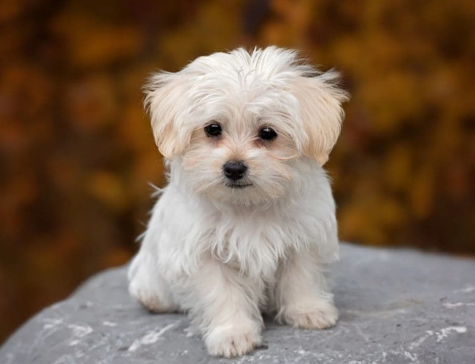 Maltese puppy for sale in Delhi NCR