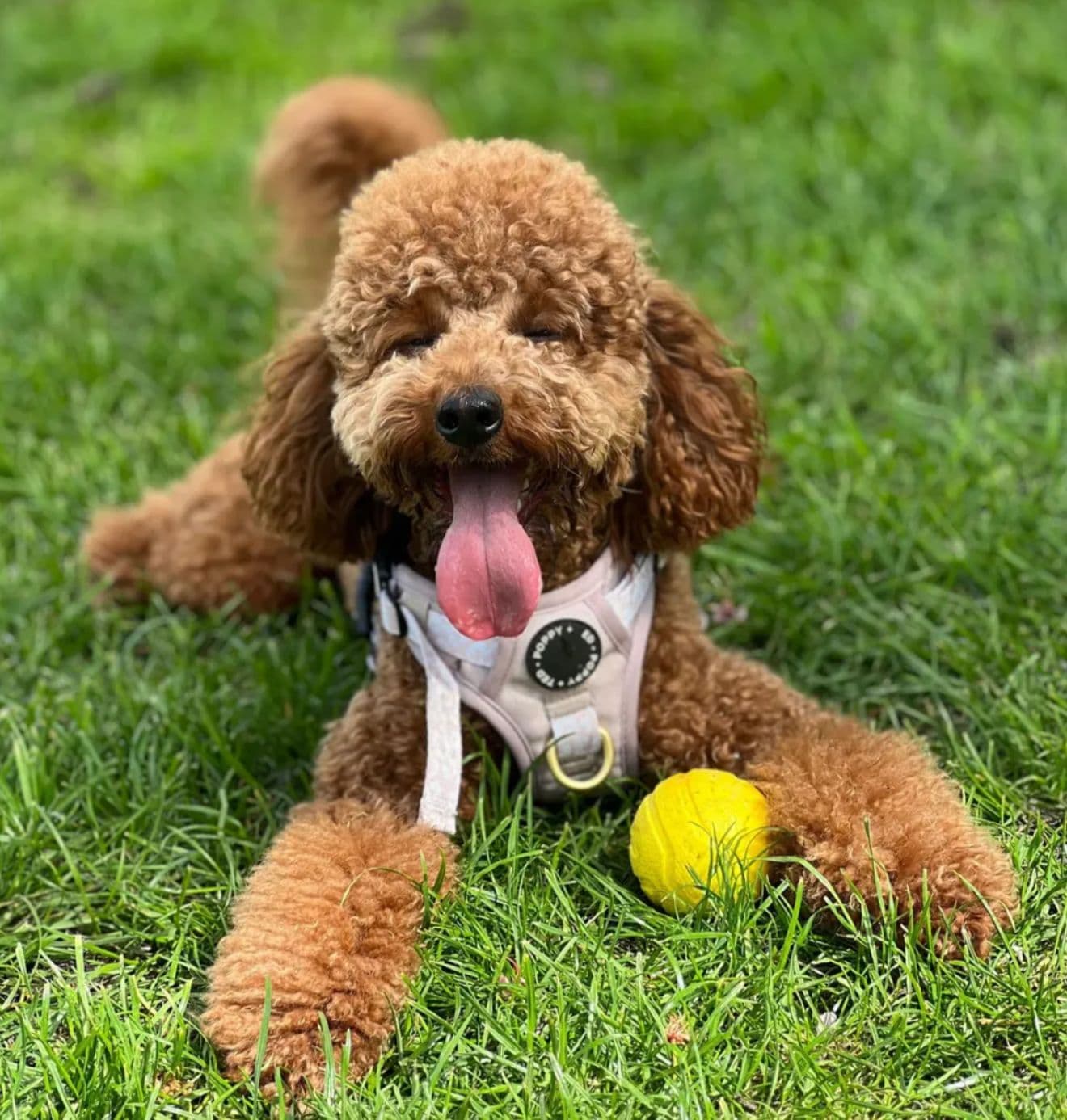 Miniature Poodle puppy for sale in Delhi NCR