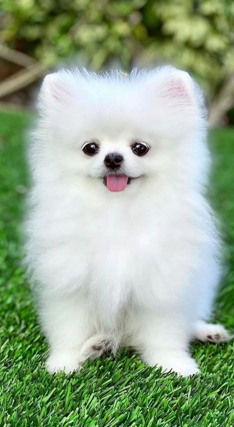 Toy Pom puppy for sale in Delhi NCR
